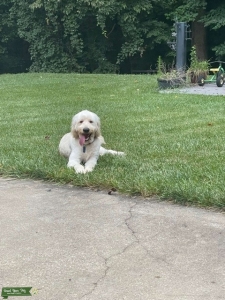 Male Goldendoodle Listing Image
