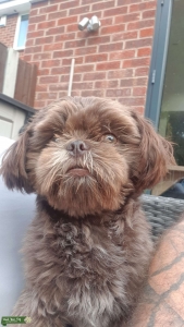 KC Imperial Chocolate/Lavender shih tzu stud Listing Image