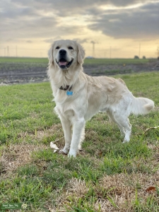English Cream Golden Retriever Male Listing Image