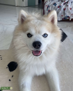 Blue-eyed Cream Pomsky Listing Image