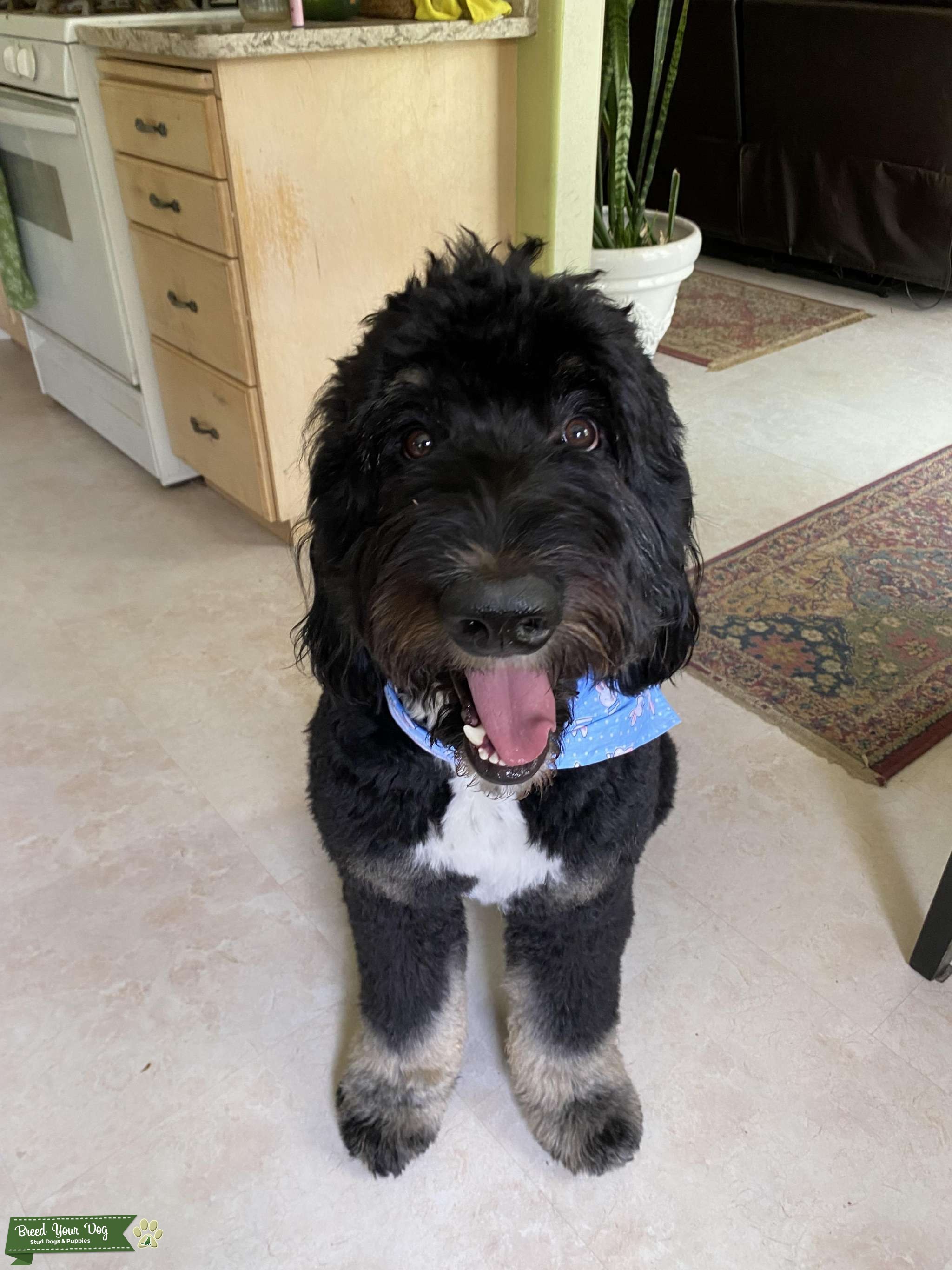 F1 Standard Bernedoodle Stud Dog in Utah , United States Breed Your Dog