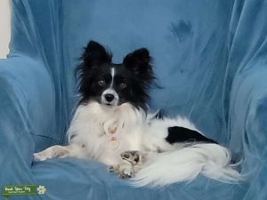 Papillon looking for a girlfriend  Listing Image