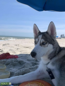 Husky German Shepard Mix Listing Image
