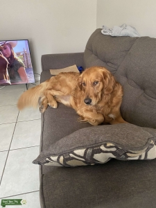 Looking for a female Golden Retriever  Listing Image