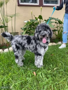 Blue Merle Poodle Listing Image