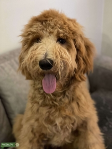 Apricot Goldendoodle ready to mate Listing Image