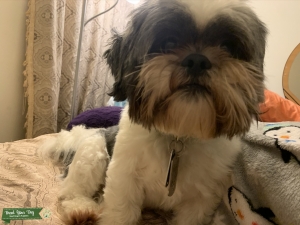 Bentley’s looking for a girlfriend Listing Image