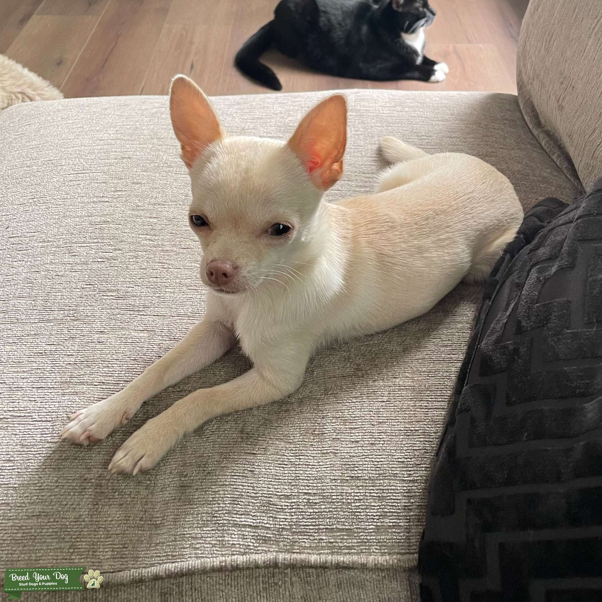 WHITE ALBINO CHIHUAHUA STUD PINK NOSE DNA TESTED Stud Dog West