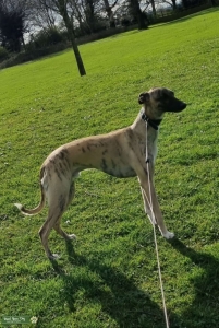 Whippet  Listing Image