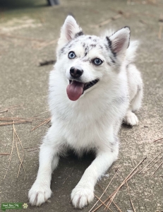 Pomsky  Listing Image