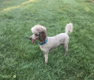 AKC Standard Poodle  Listing Image