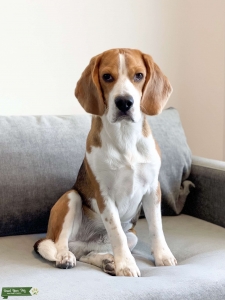 TRICOLOR MALE BEAGLE (AKC REGISTRATION & PEDIGREE)  Listing Image
