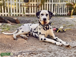 Dalmatian Stud in His Prime Listing Image