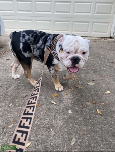 English bulldog stud available Listing Image