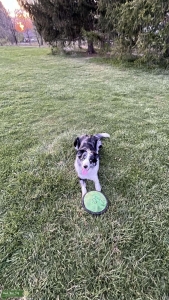 Border Collie Listing Image
