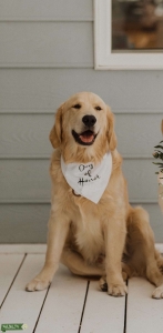Golden Retriever  Listing Image