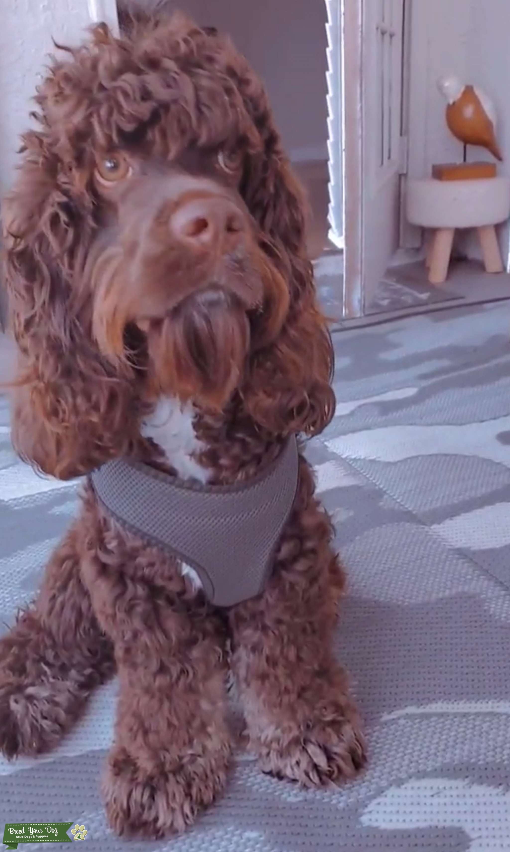 Tricolor Phantom Cocker Spaniel Stud Stud Dog West Palm Beach, FL