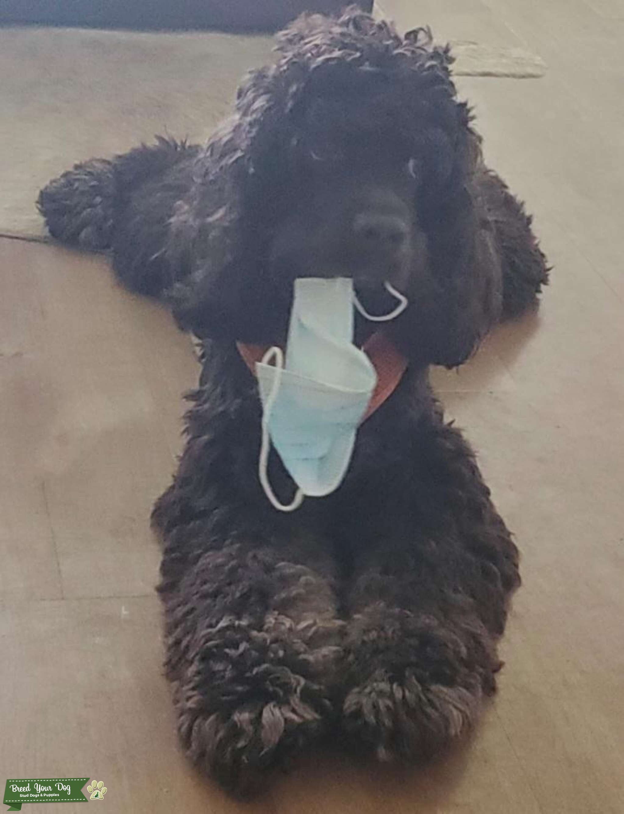 Tricolor Phantom Cocker Spaniel Stud Stud Dog West Palm Beach, FL