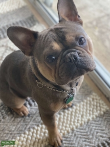 Tri Color French Bulldog looking to stud out Listing Image