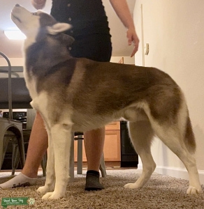 SERVICE DOG available stud  Listing Image