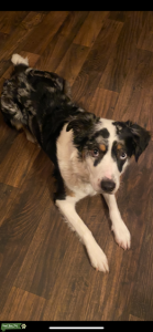 Border Collie/Aussie mix looking for STUD Listing Image