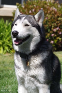 Husky looking for love of life  Listing Image