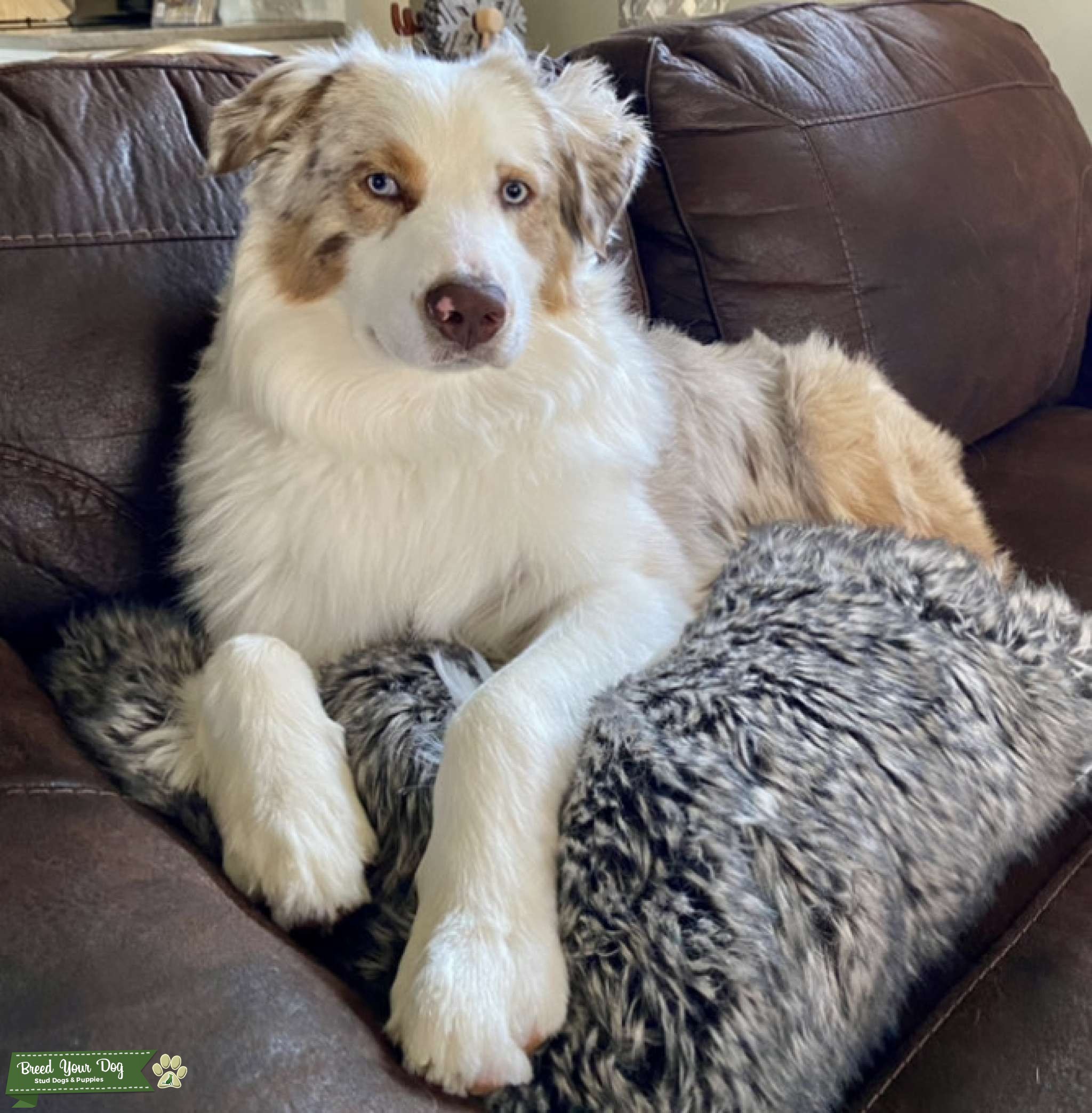 Looking to breed with a Solid Black Aussie Stud Dog Huntersville