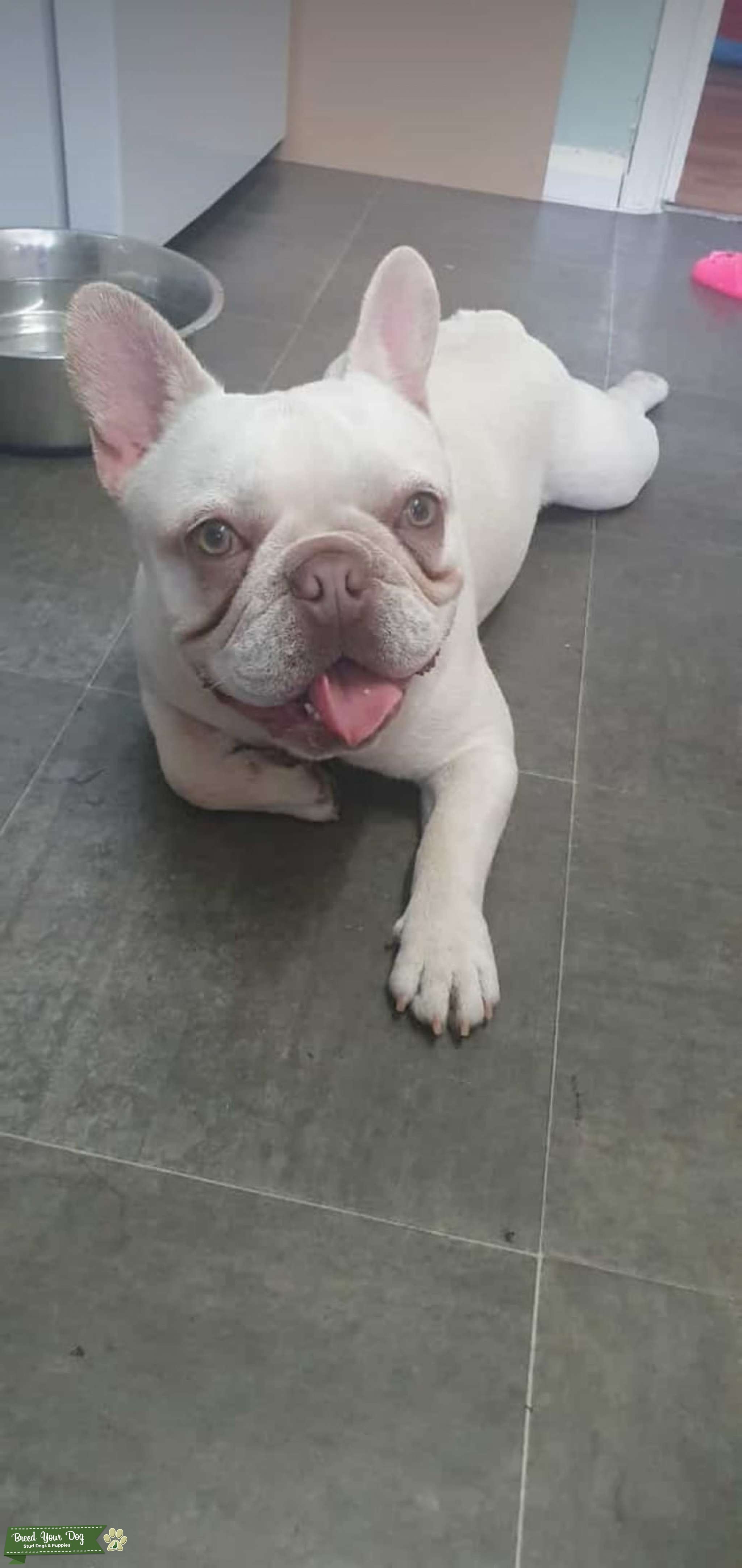 Platinum French Bulldog Stud