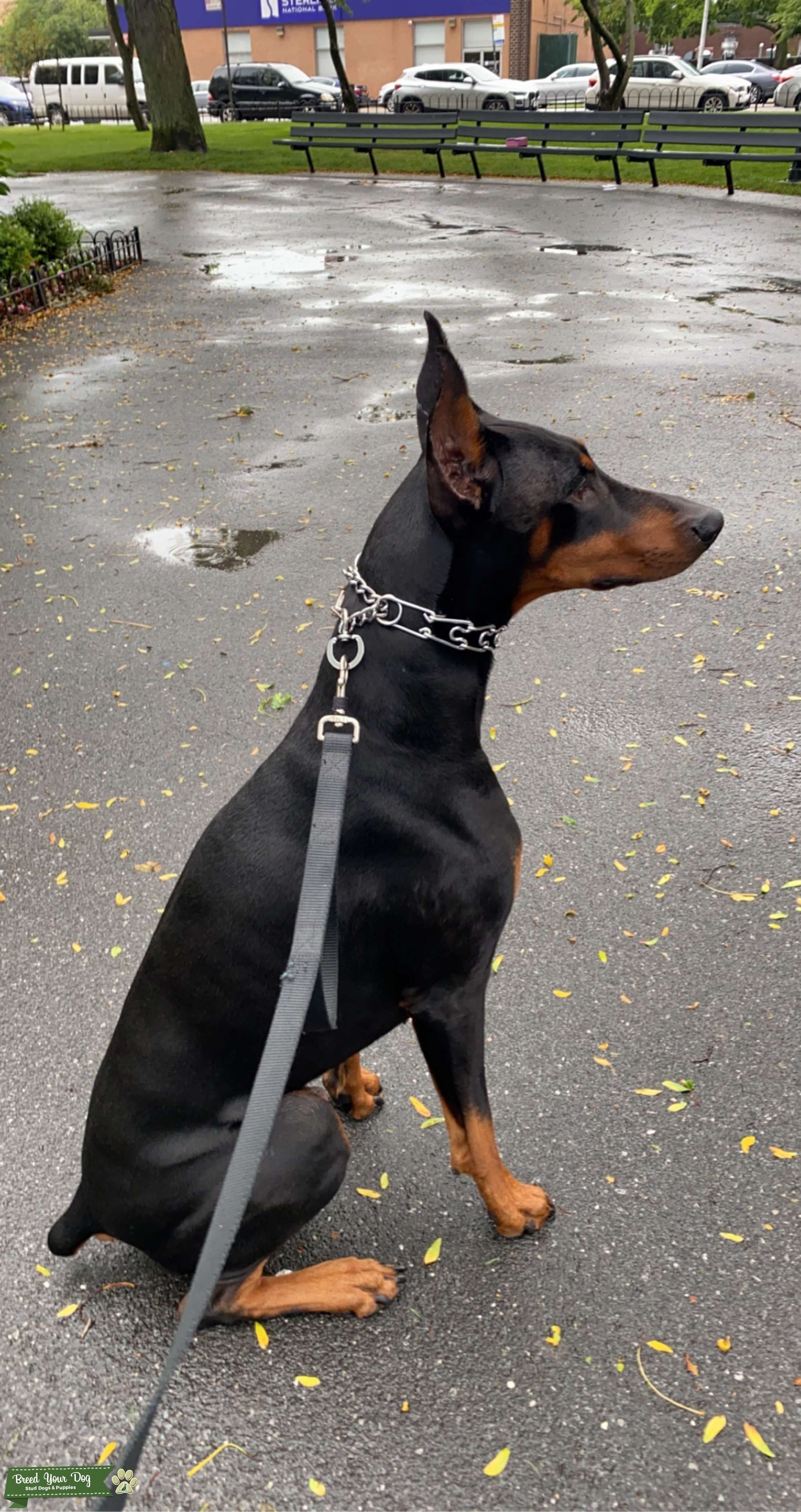 Want to Breed Doberman Stud Dog in New York, United States Breed