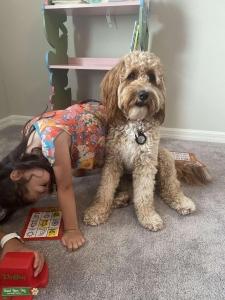 Mr. Right - F1B mini golden doodle  Listing Image