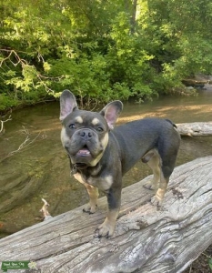 Quad Carrier French Bulldog for Stud Listing Image