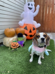 Blue Tick Beagle  Listing Image