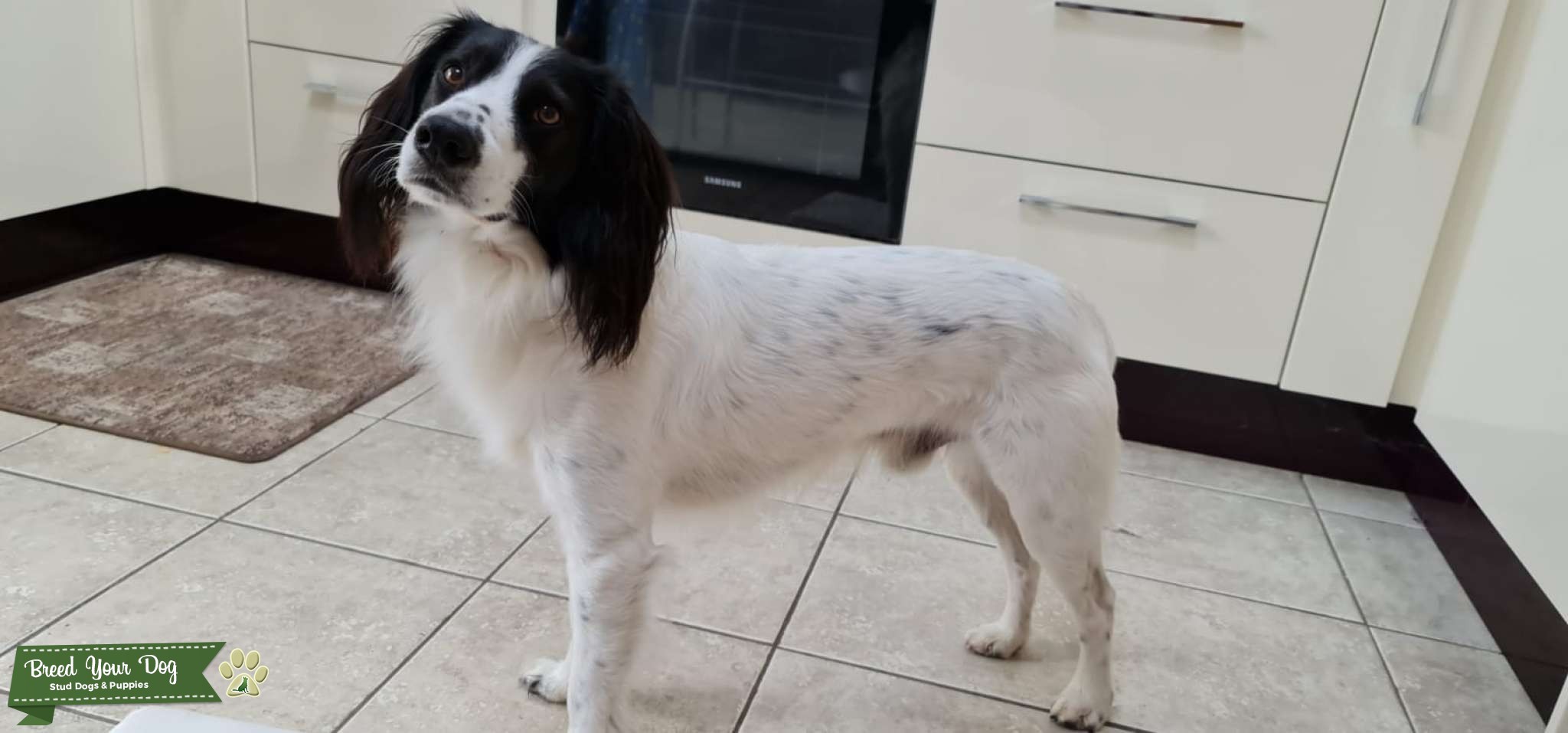 Stud dog Stud Dog Cwmbran wales Breed Your Dog