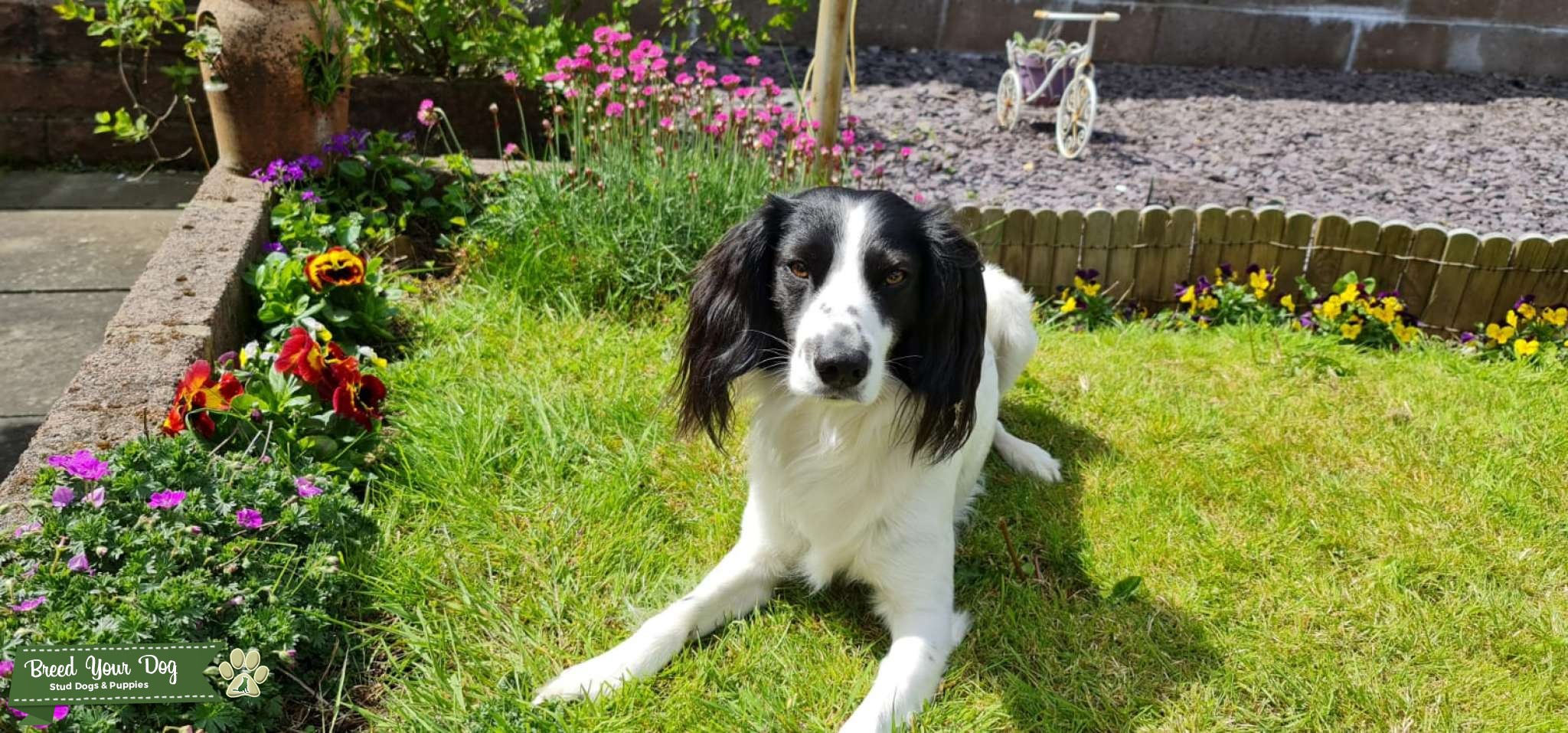 Stud dog Stud Dog Cwmbran wales Breed Your Dog