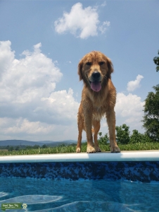 Stud for pick of litter male. VA , TN, MD, NC, WV Listing Image