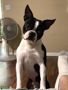 Bentley the Boston Terrier Listing Image