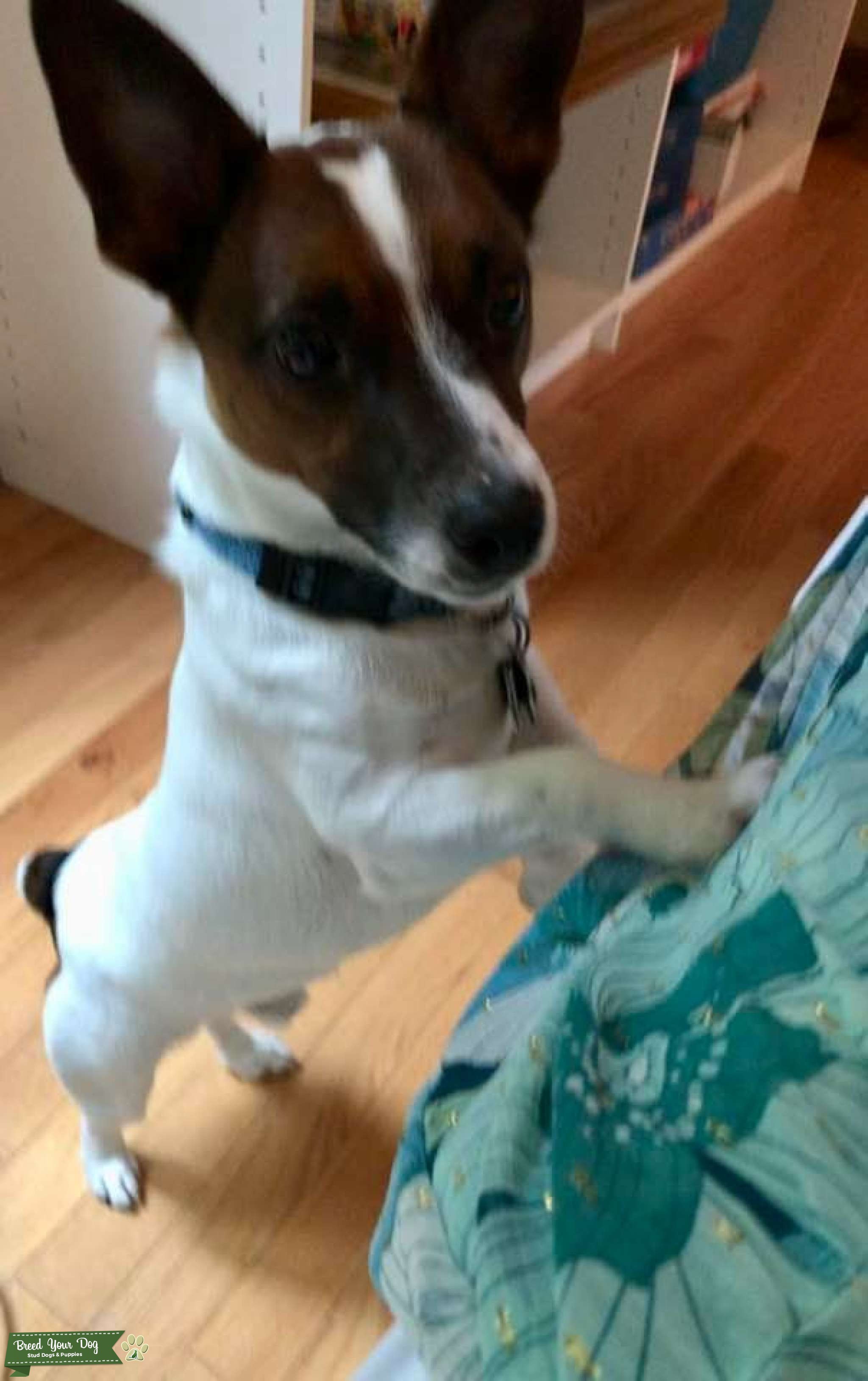 Jack Russel Terrier Stud Stud Dog New York Breed Your Dog