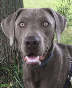 AKC American Labrador Stud  Listing Image