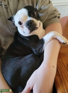 Seal Female Boston Terrier Listing Image