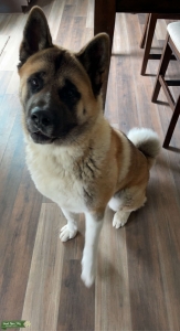 Stud Akita Listing Image