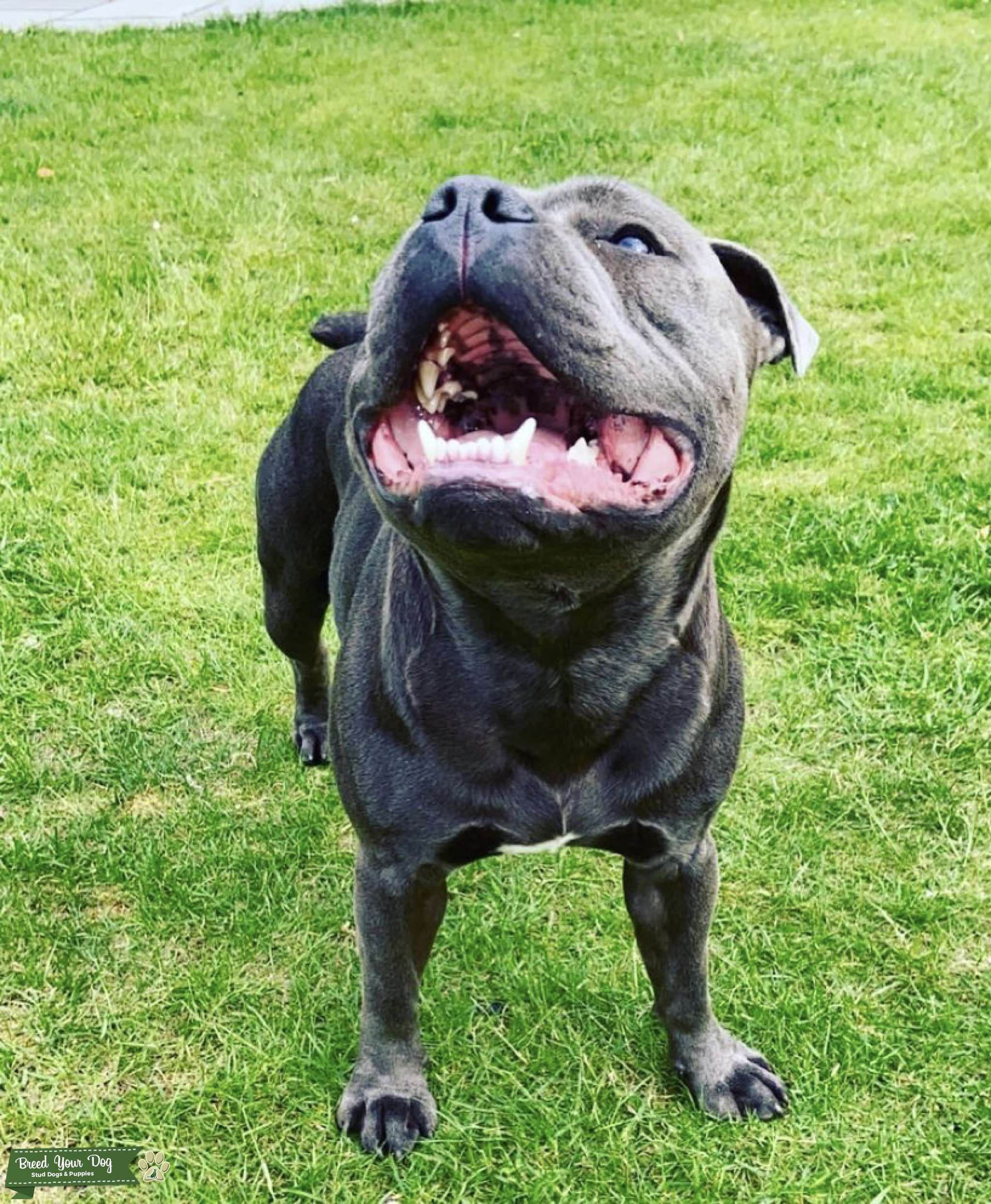 Blue Staffordshire Bull Terrier Stud Dog