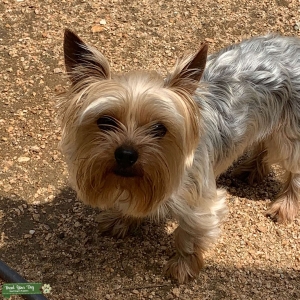 Male Yorkie Listing Image