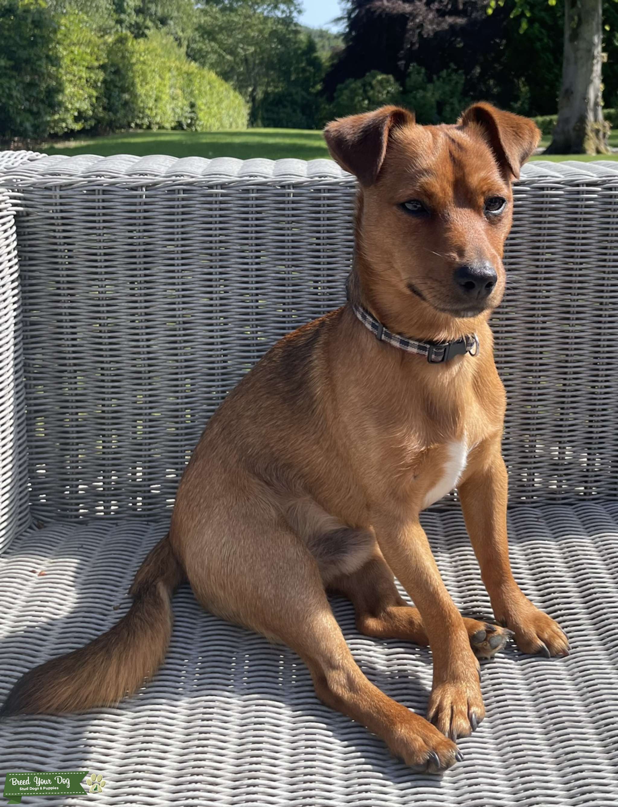 Jack Russell for stud Stud Dog in Glasgow, United States Breed Your Dog