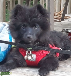 HANDSOME Black Pomeranian Stud Listing Image