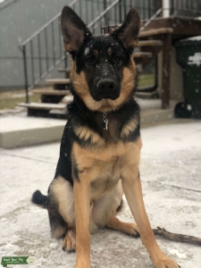 German Shepherd Stud Looking for a Partner! Listing Image