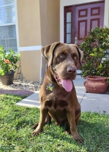 Chocolate brown Labrador  Listing Image