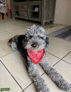 Aussiedoodle in Hillsborough County Listing Image