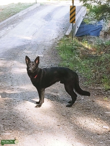 Black Male GSD Listing Image