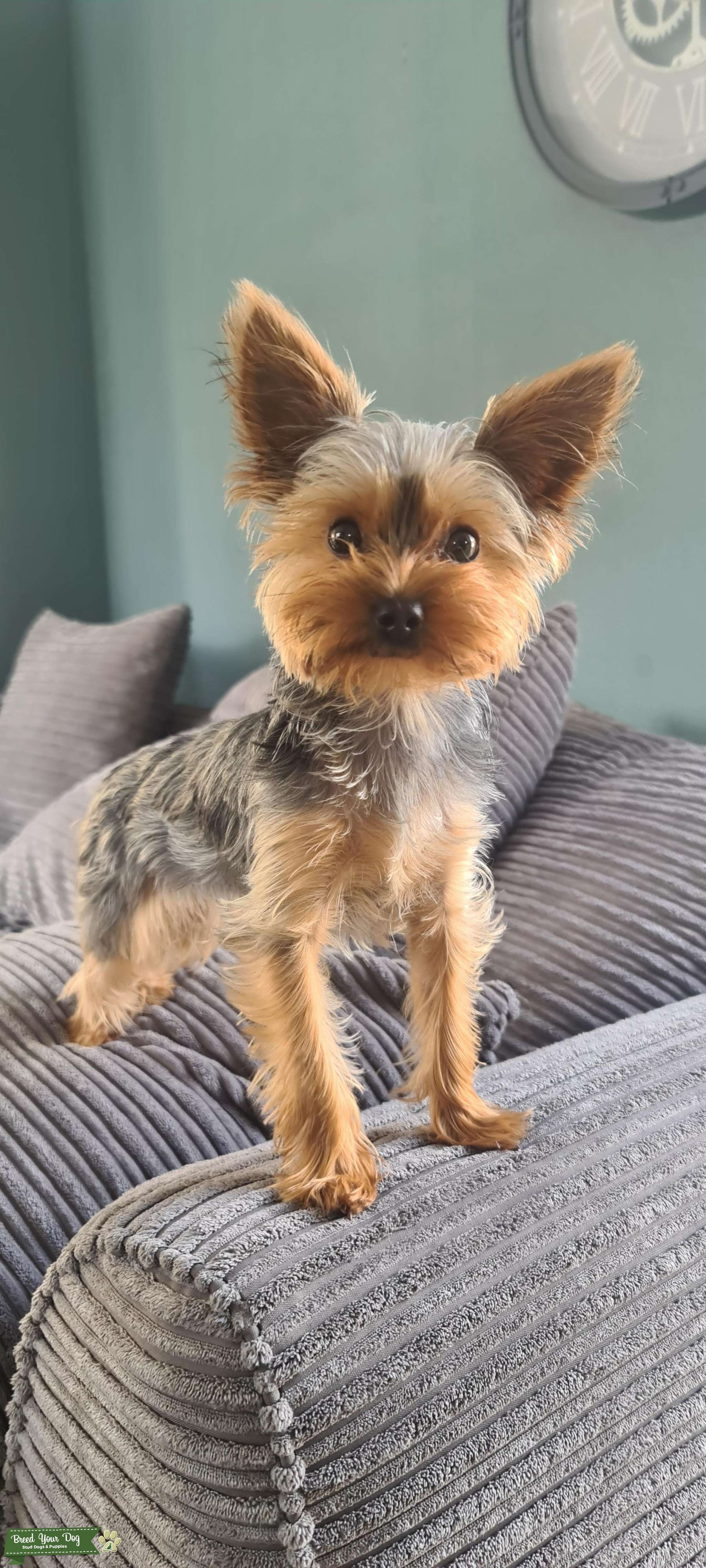 Mini Yorkshire terrier Stud Dog in Northamptonshire , the United