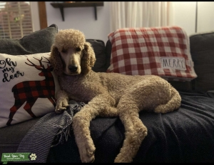 AKC/CKC Apricot Standard Poodle Stud Listing Image